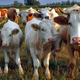 Image for article titled Epicurious won’t publish any more beef recipes